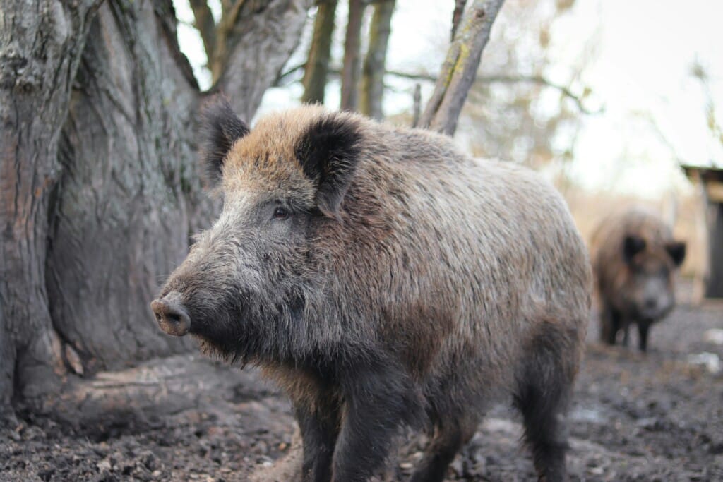 How is boar hair harvested?
