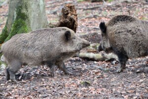 How is boar hair harvested?